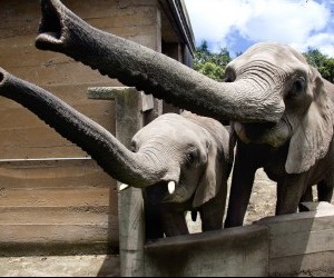 Zoologico de Matecaña Elefantes Fuente: flickr.com por Triangulo del Cafe